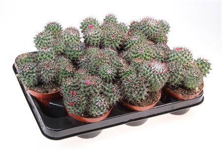 Mammillaria Hildagensis
