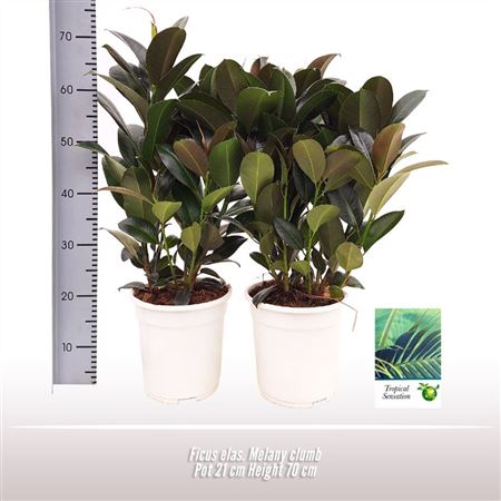 Ficus El Melany Clump