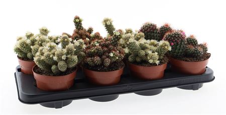Mammilaria Bloei Mix