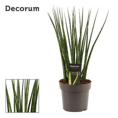 Sansevieria Fernwood (decorum)