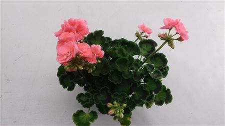 Pelargonium Zon Candy Idols Light Salmon