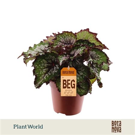 Begonia Rex Bostella