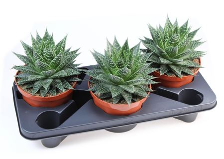 Gasteria Aurora