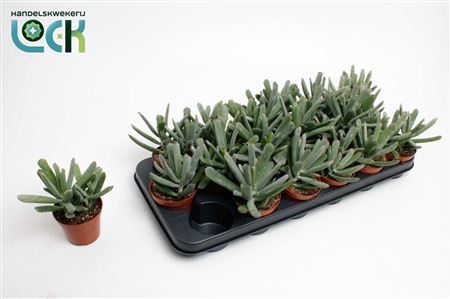 Cotyledon Octopus
