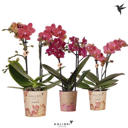 Phal Kolibri 2st Red Lion (ok)