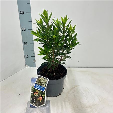 Arbutus Unedo Mercurius