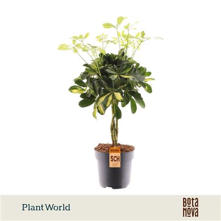 Schefflera Gold Capella Vlecht