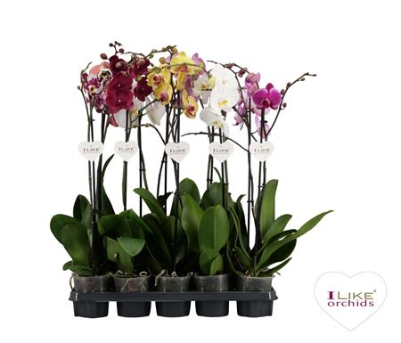 * Phal 1st Mix 9+ (levo)