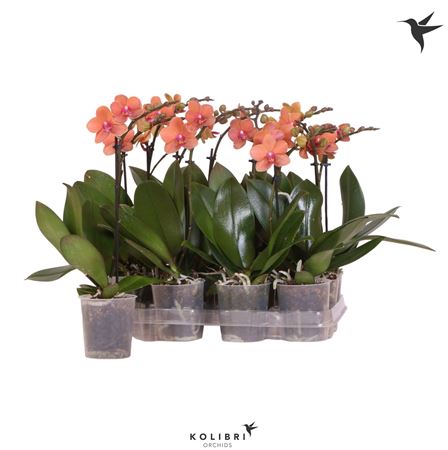 Phal 1st Kolibri Orange 10+ (ok)