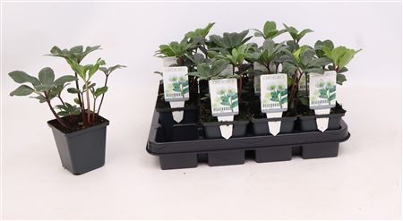 Helleborus Niger