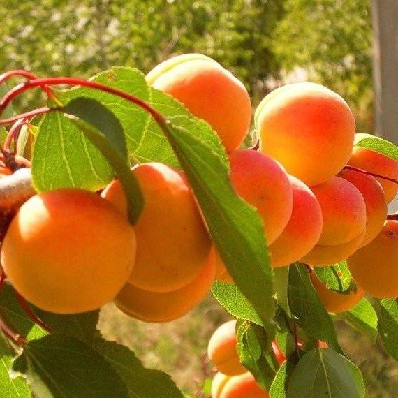 Абрикос Монастырский в тубе