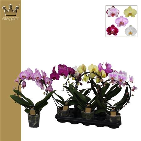 Phal 2st Mirror Bow Mix 16+ (bernhard)