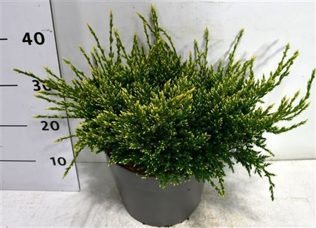 Juniperus Squa Holger On Stem