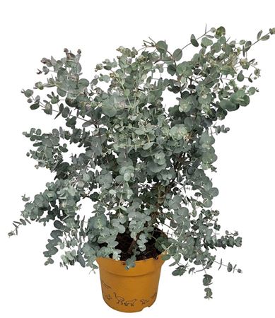 Eucalyptus Royal Collection Bush