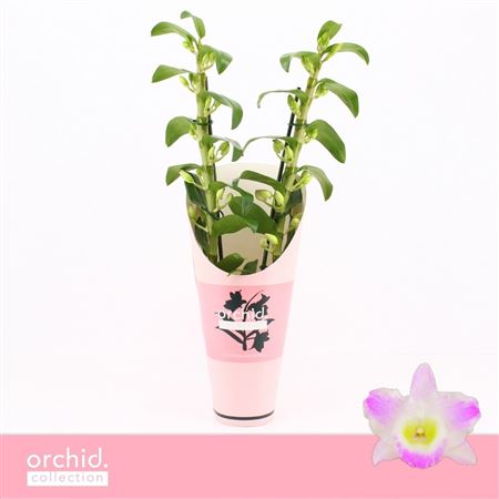 Dendr Nob 2st Pandora Orchid