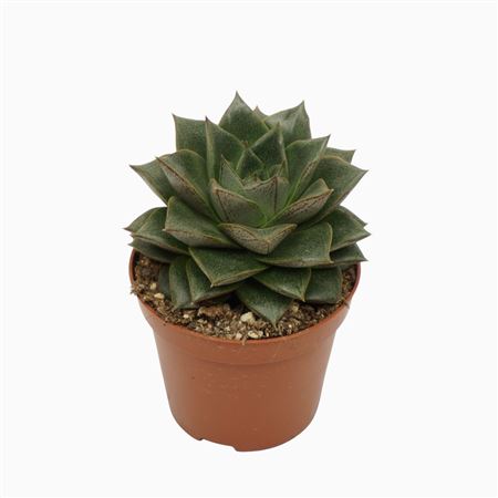 Echeveria Chinensis 8,5 Cm