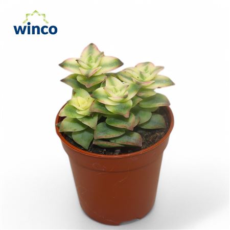 Crassula Perforata Variegata