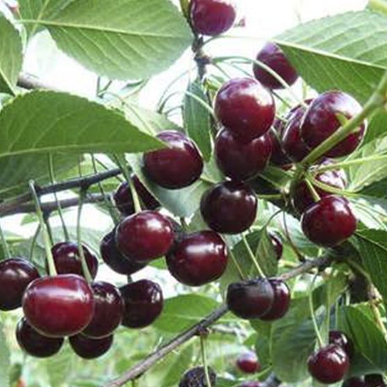 Вишня обыкновенная Шоколадница