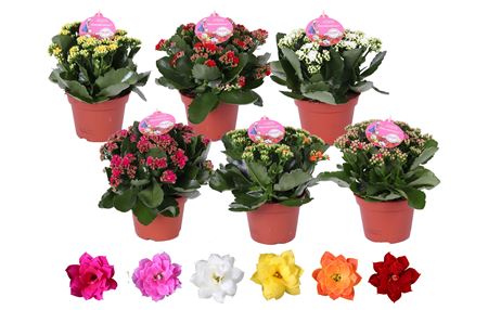 Kal Mix Gardenlina