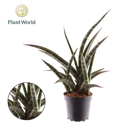 Sansevieria Trifasciata Megan
