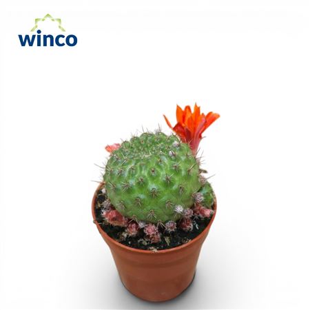 Rebutia Albiareolata (flowering)