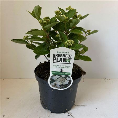 Hydrangea Pan Dharuma