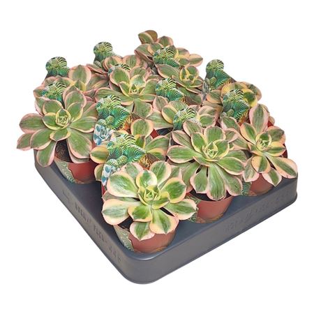 Aeonium Sunburst Potcover