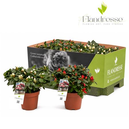 Azalea Flandresse Mix Tray Red & White