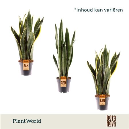 Sansevieria Mix 2srt