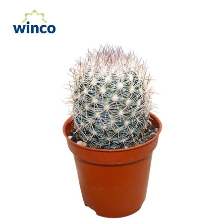 Escobaria Villardii