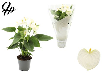 Anth An Cocos 5+couture Sleeve