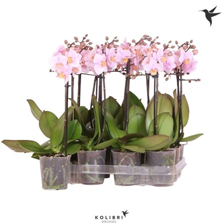 Phal Kolibri 1st Pink No Label 10+ (ok)
