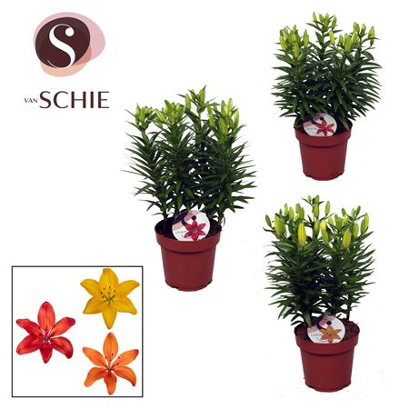 Lilium As Garden Mix 5pp