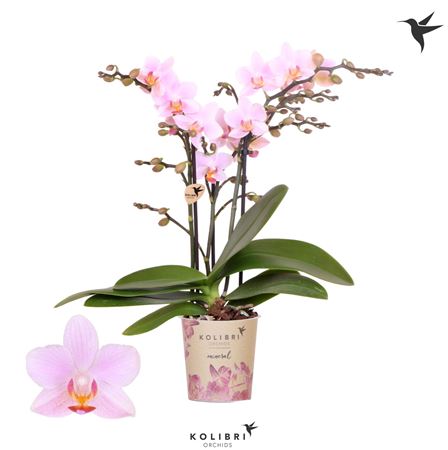 Phal Little Kolibri 2st Armenia 40+ (ok)