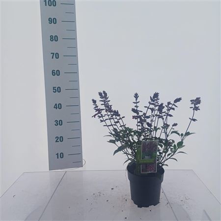 Salvia Love And Wishes