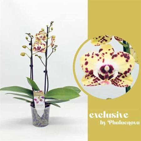 Phal 2st Daisy 16+ (phalaenova)