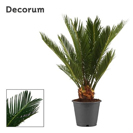 Cycas Revoluta 6+ (decorum)