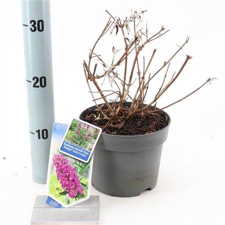 Buddleja Dav Free Petite Tutti Frutti