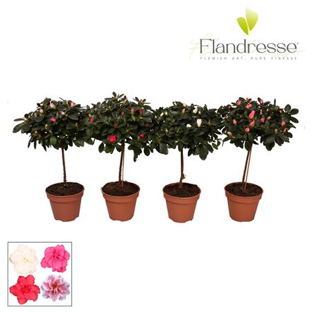 Azalea Flandresse Mix On Stem