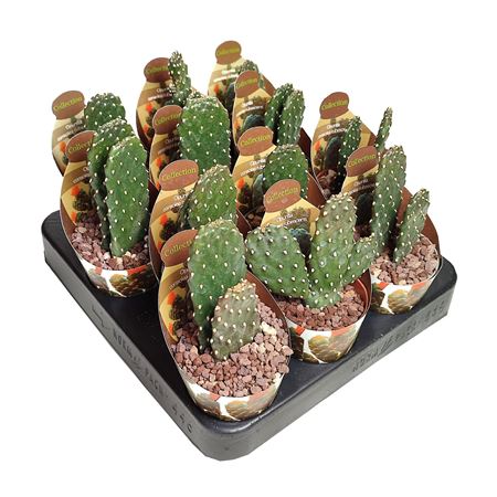 Opuntia Consolea Rubescens Potcover