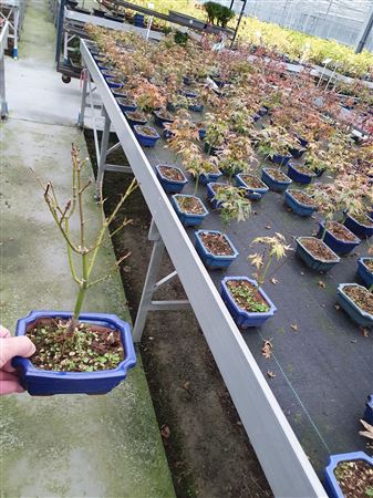 Bonsai Acer Palmatum Little Princess
