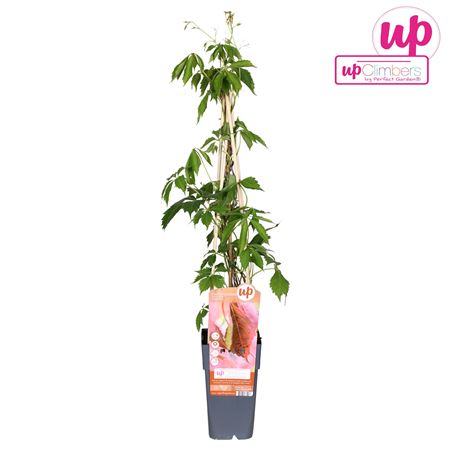 Parthenocissus Quinquefolia Var Engelmanii