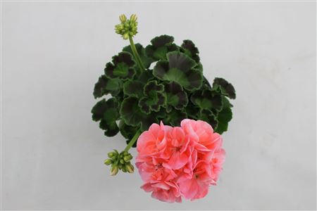 Pelargonium Zon Summer Idols Pink