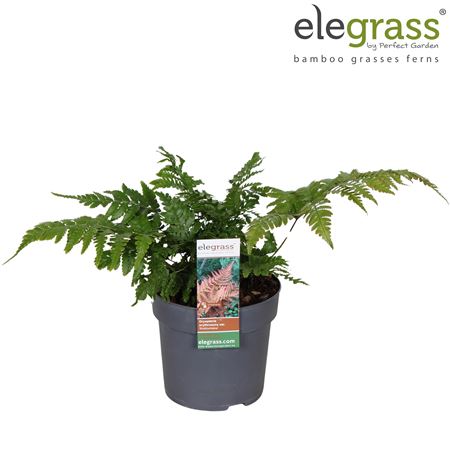 Dryopteris Koidzumiana