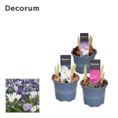 Крокус Микс