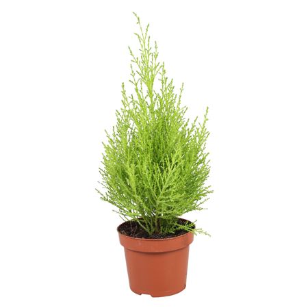 Cupressus Goldgrest