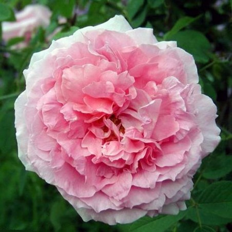 Роза парковая Зе Мейфлауэр