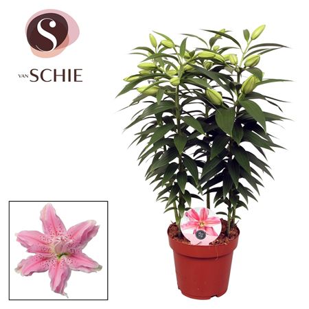 Lilium Or Roselily Azra 5pp