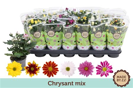 Chrys Mix