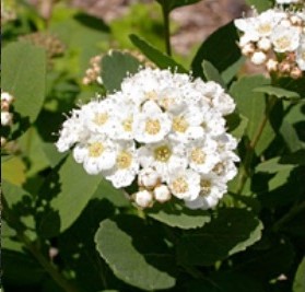 Спирея березолистная Тор